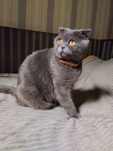 Шотландская