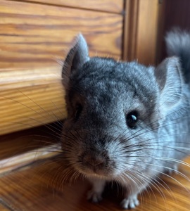 Хлопчик шиншилка Стандарт