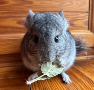 Хлопчик шиншилка Стандарт