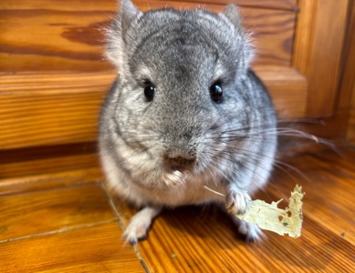 Хлопчик шиншилка Стандарт