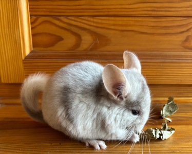 Біло-рожевий хлопчик