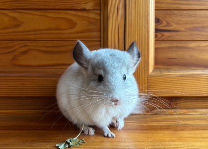 Білий фіолет Хлопчик