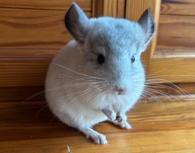 Білий фіолет Хлопчик