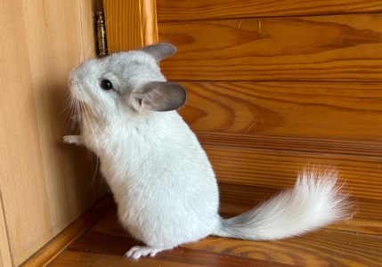 Білий фіолет Хлопчик