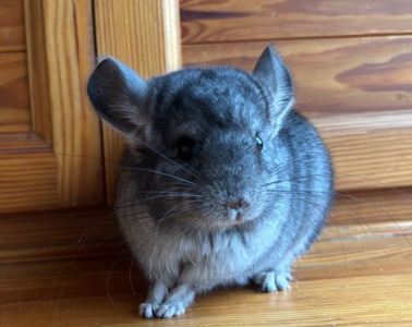 Маленький хлопчик Стандартного забарвлення