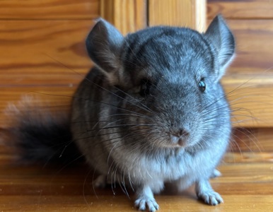 Маленький хлопчик Стандартного забарвлення