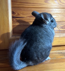 Маленький хлопчик Стандартного забарвлення