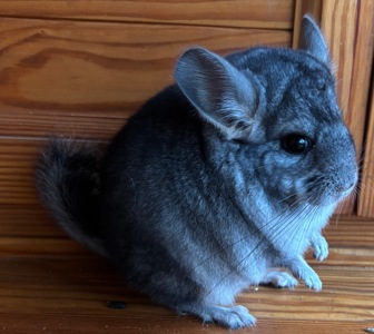 Маленький хлопчик Стандартного забарвлення