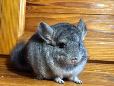 Маленький хлопчик Стандартного забарвлення