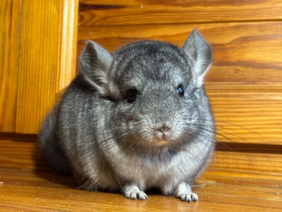 Маленький хлопчик Стандартного забарвлення