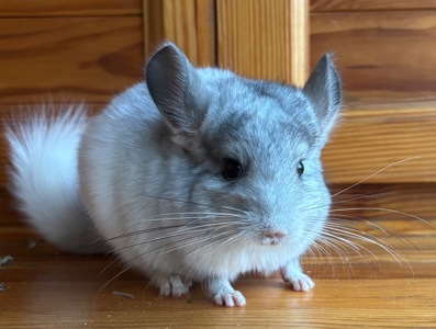 Маленька красуня шиншилка