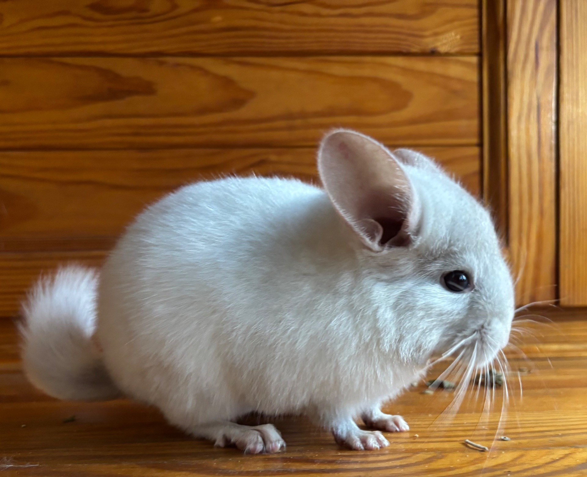 Білосніжна красуня шиншилка