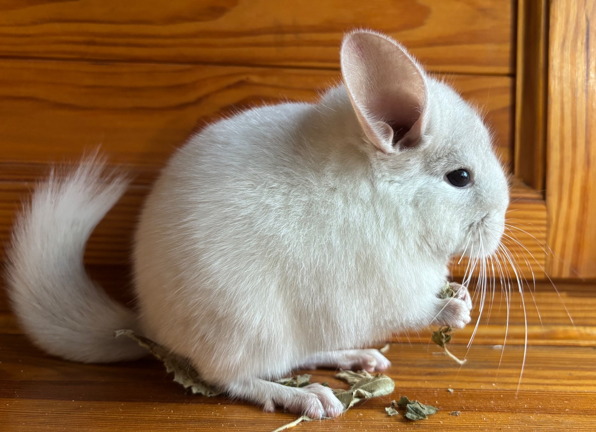 Білосніжна красуня шиншилка