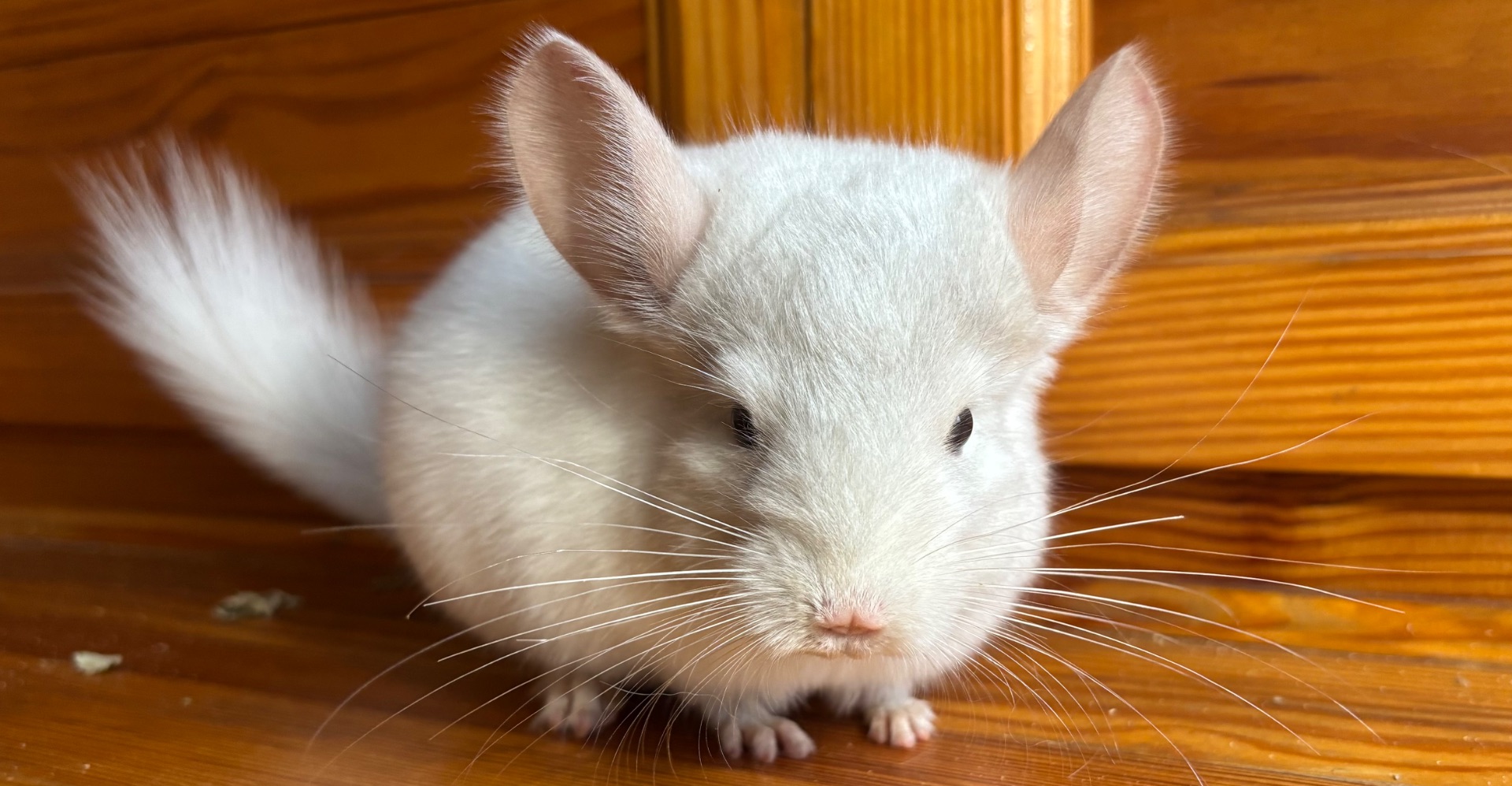 Білосніжна красуня шиншилка