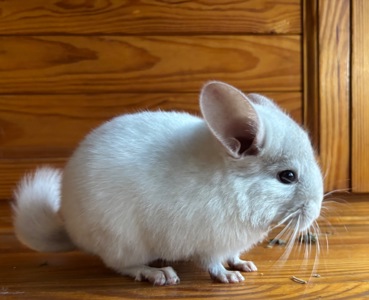 Білосніжна красуня шиншилка