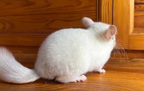 Білосніжна красуня шиншилка