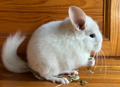 Білосніжна красуня шиншилка