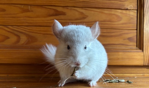 Білосніжна красуня шиншилка