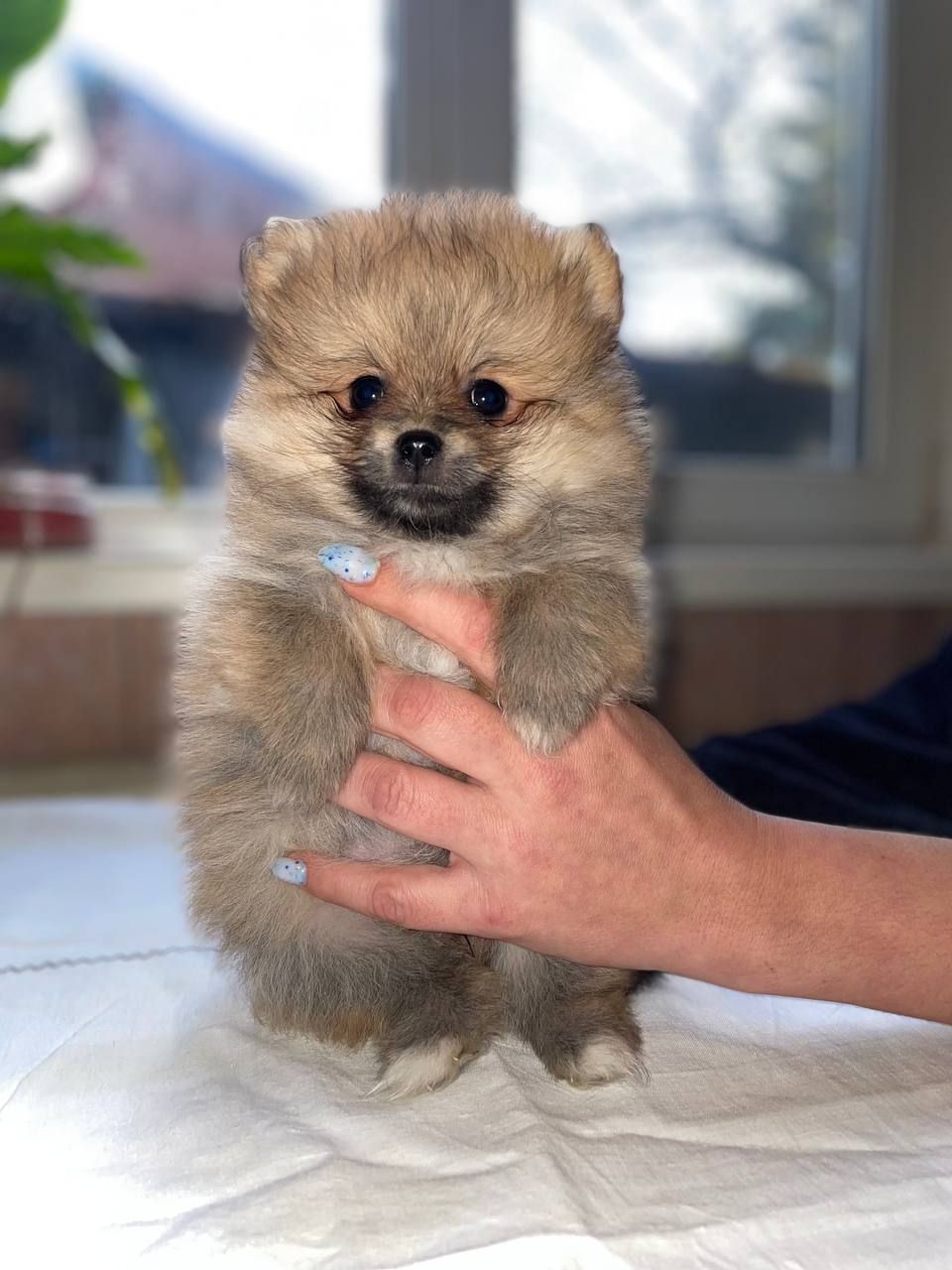 Померанский шпиц