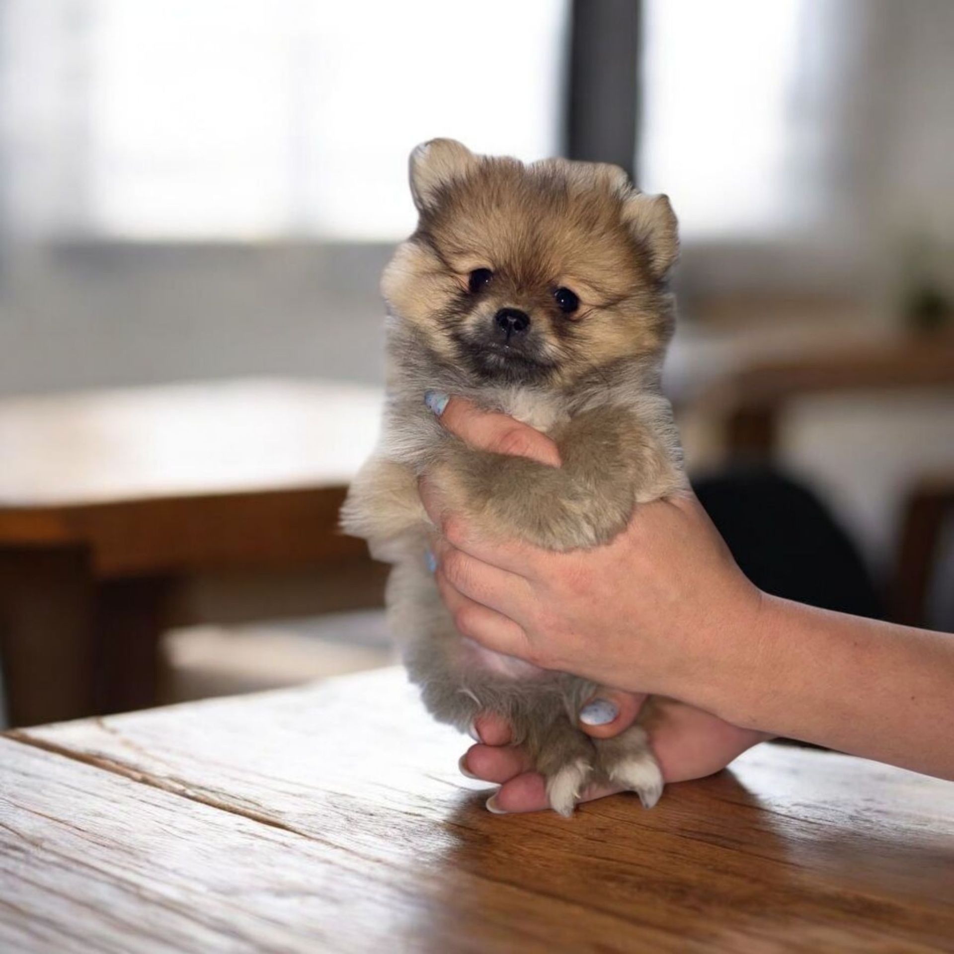 Померанский шпиц