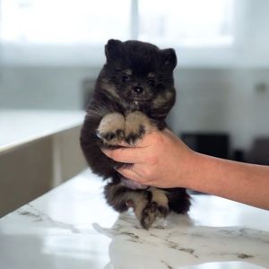 Померанский шпиц