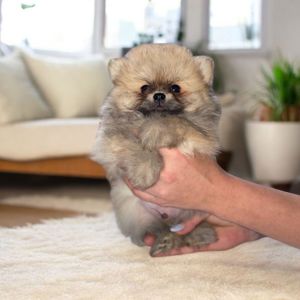 Померанский шпиц