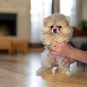 Померанский шпиц