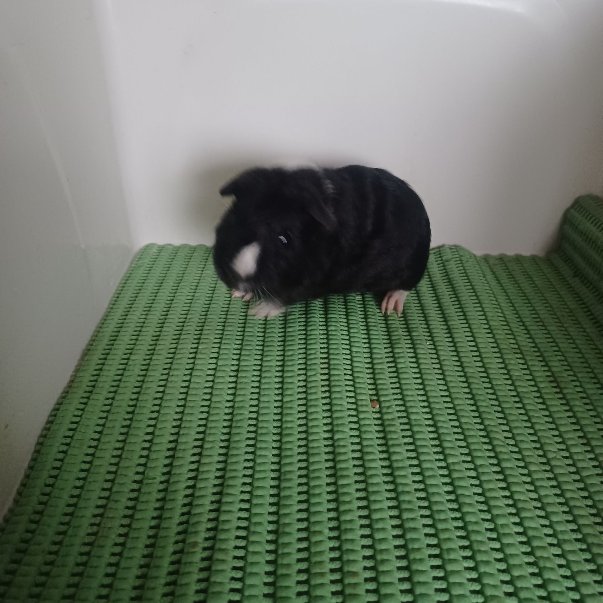 Морська свинка