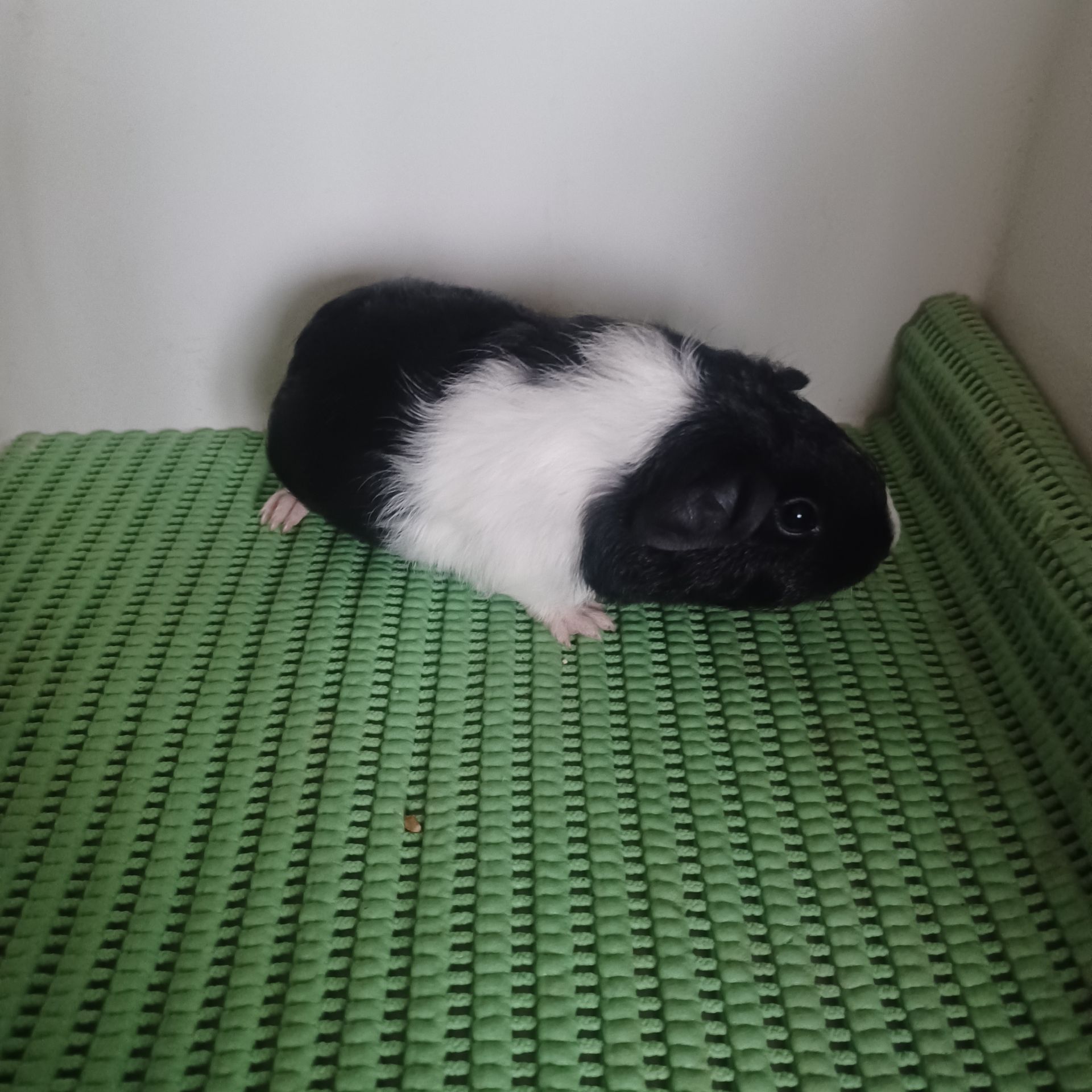 Морська свинка