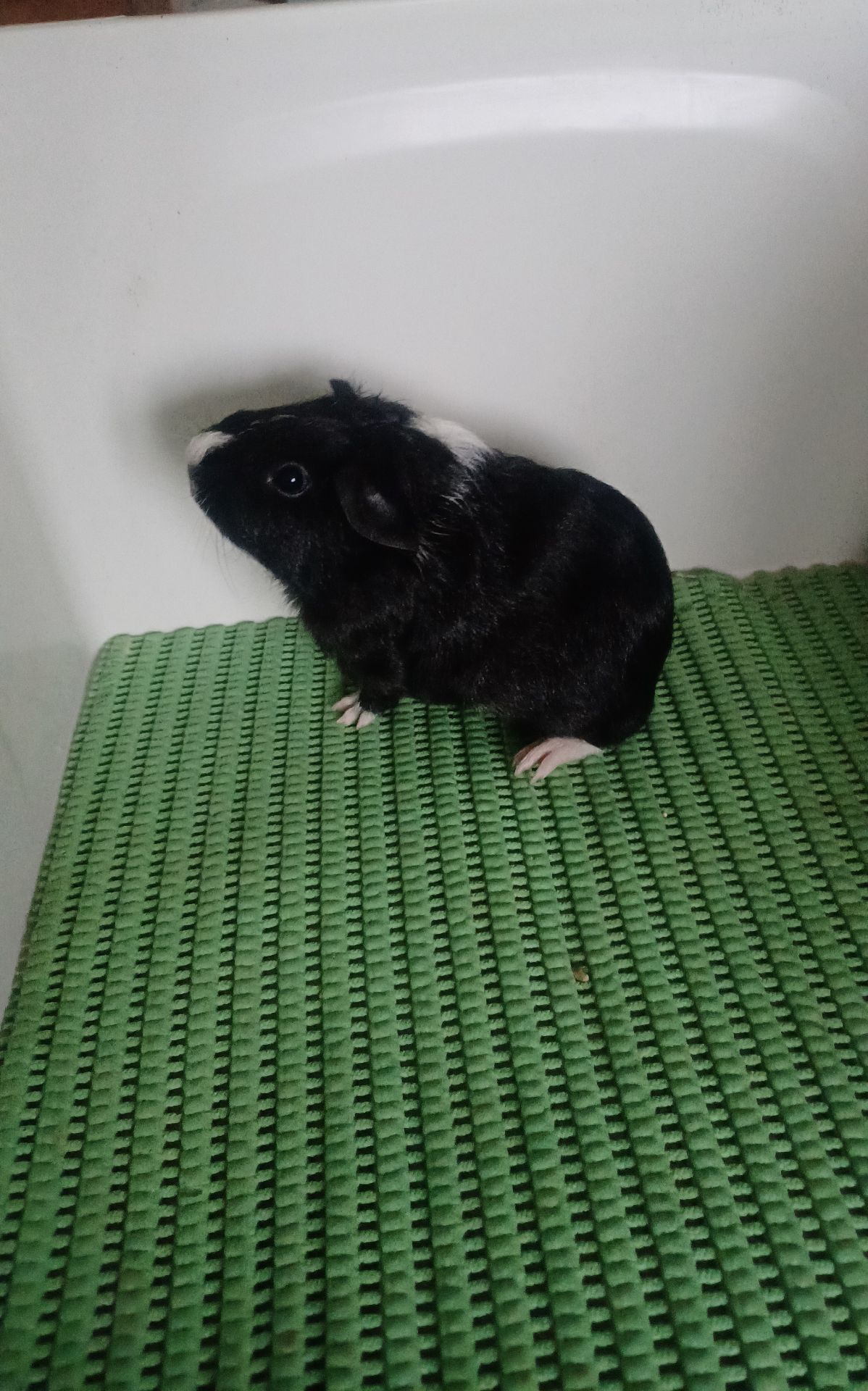 Морська свинка