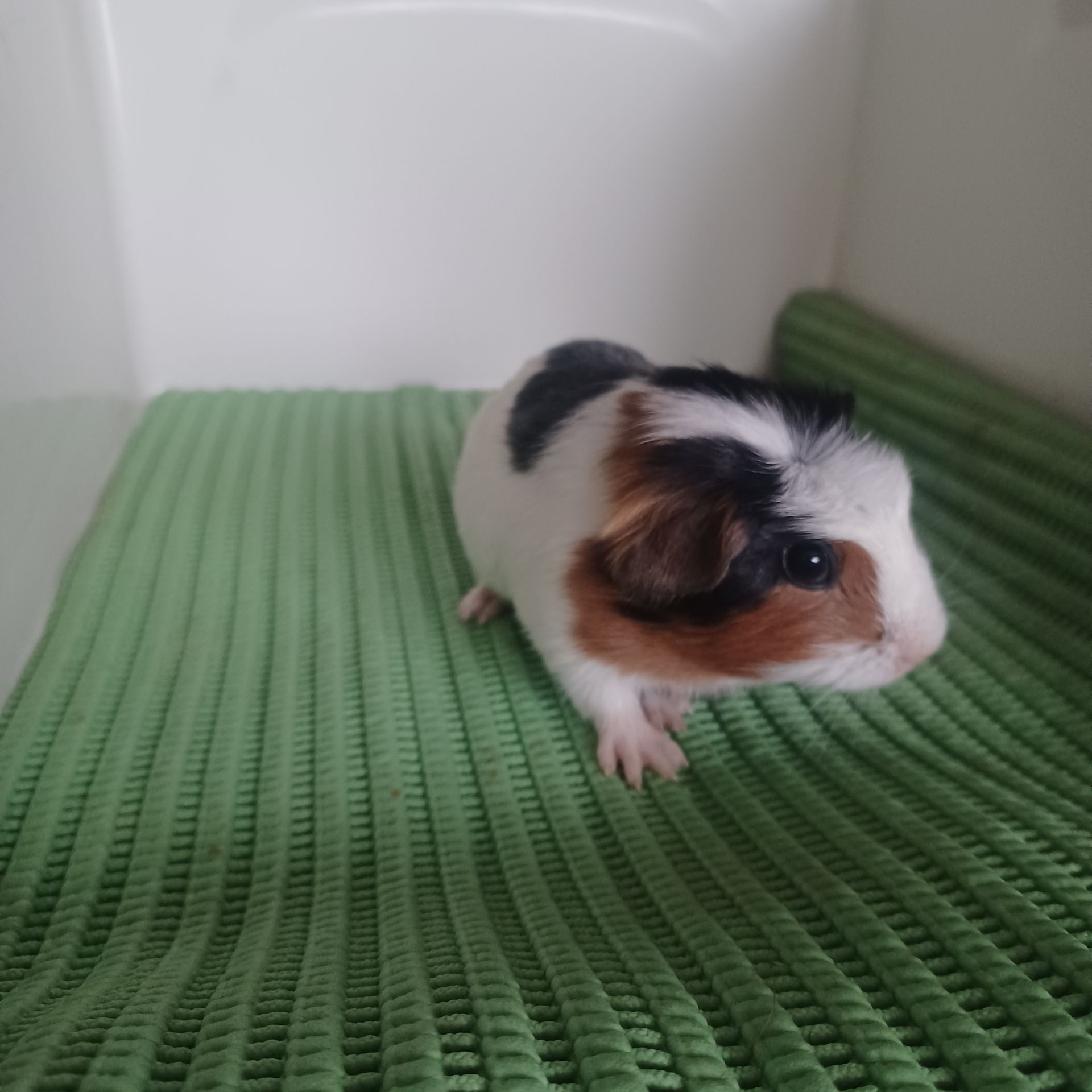 Морська свинка