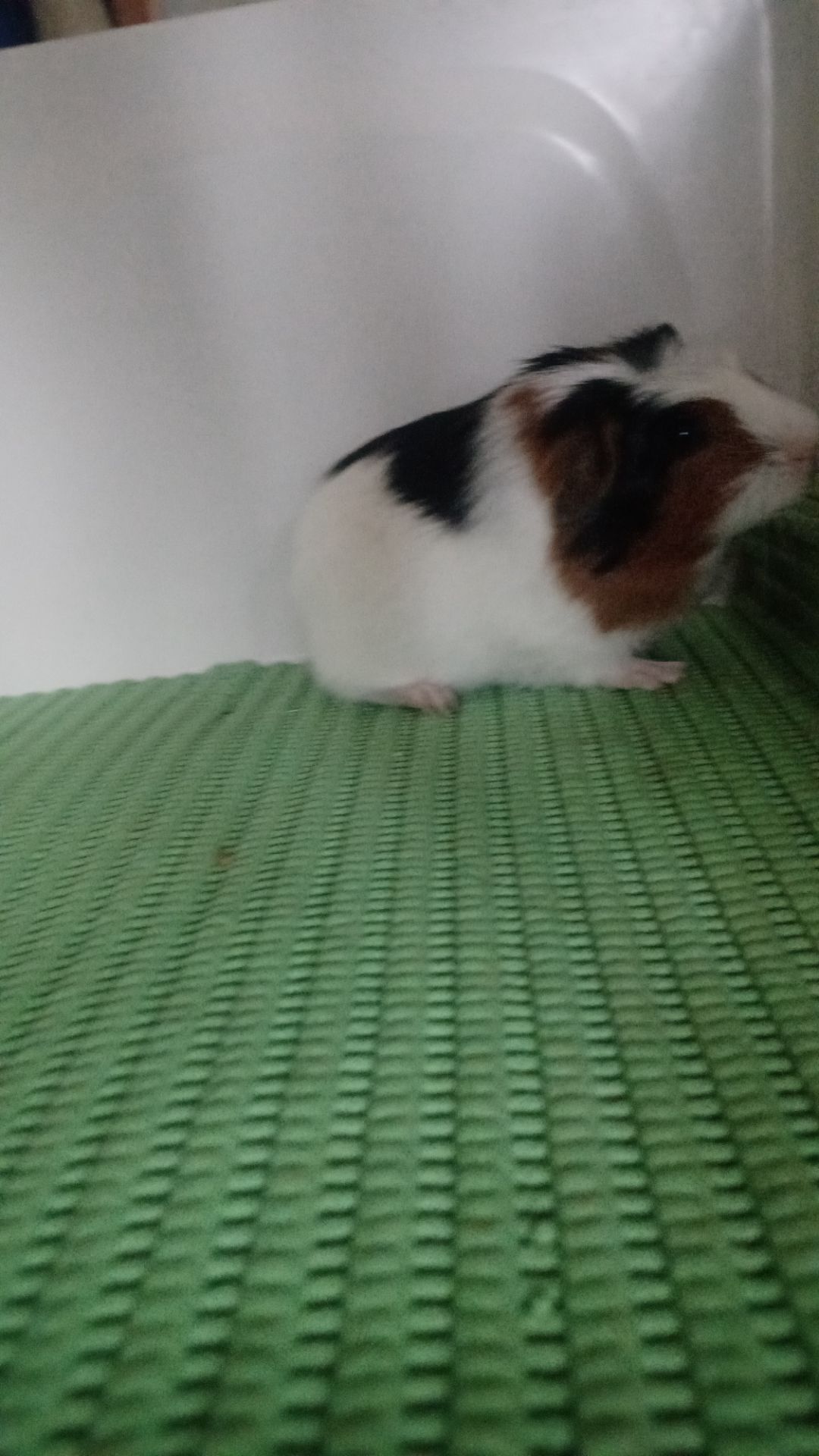 Морська свинка