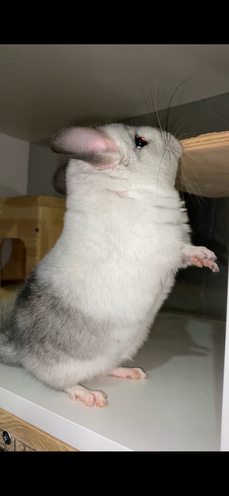 Білий вільсона, мозаїка )носій ангори 67, носій фіолета 67