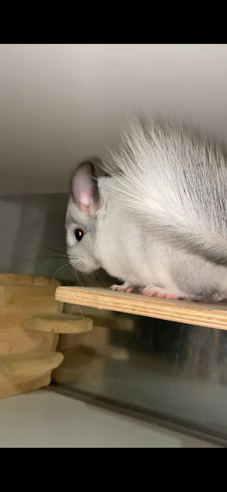 Білий вільсона, мозаїка )носій ангори 67, носій фіолета 67