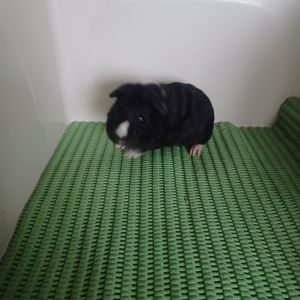 Морська свинка