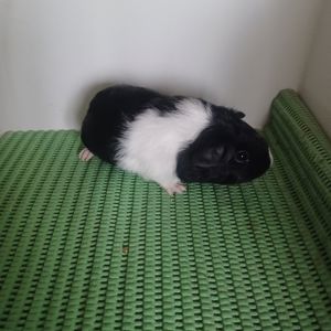 Морська свинка