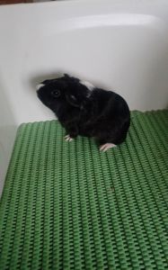 Морська свинка