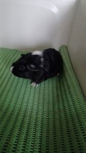 Морська свинка