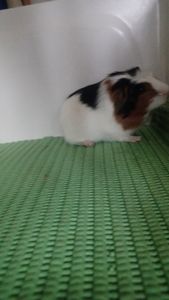 Морська свинка