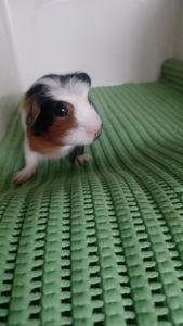 Морська свинка