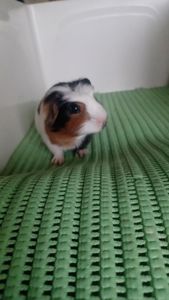 Морська свинка