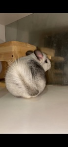 Білий вільсона, мозаїка )носій ангори 67, носій фіолета 67