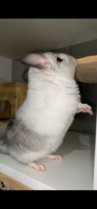 Білий вільсона, мозаїка )носій ангори 67, носій фіолета 67