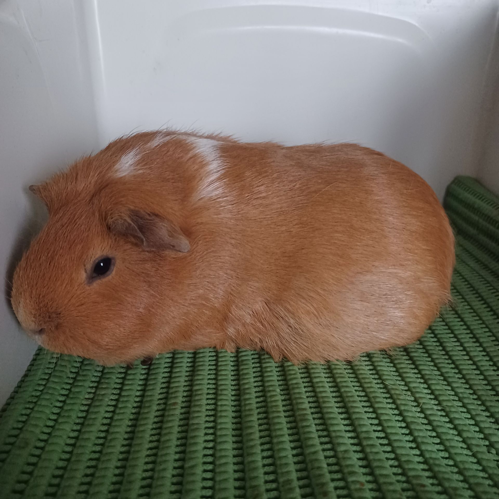 Морская свинка