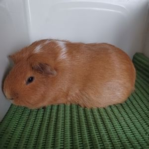 Морская свинка