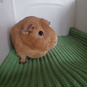 Морская свинка