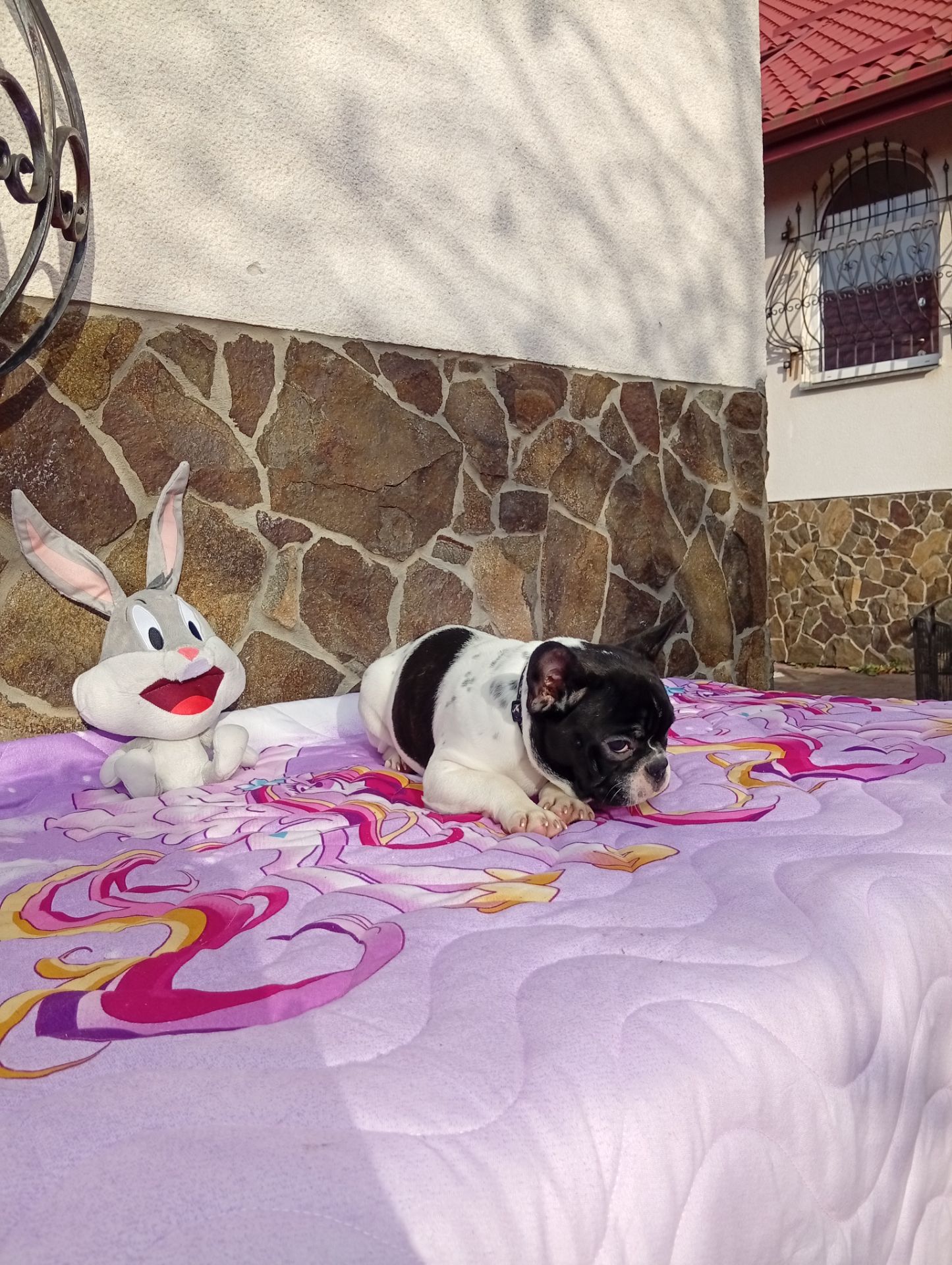 Цуценята французького бульдога