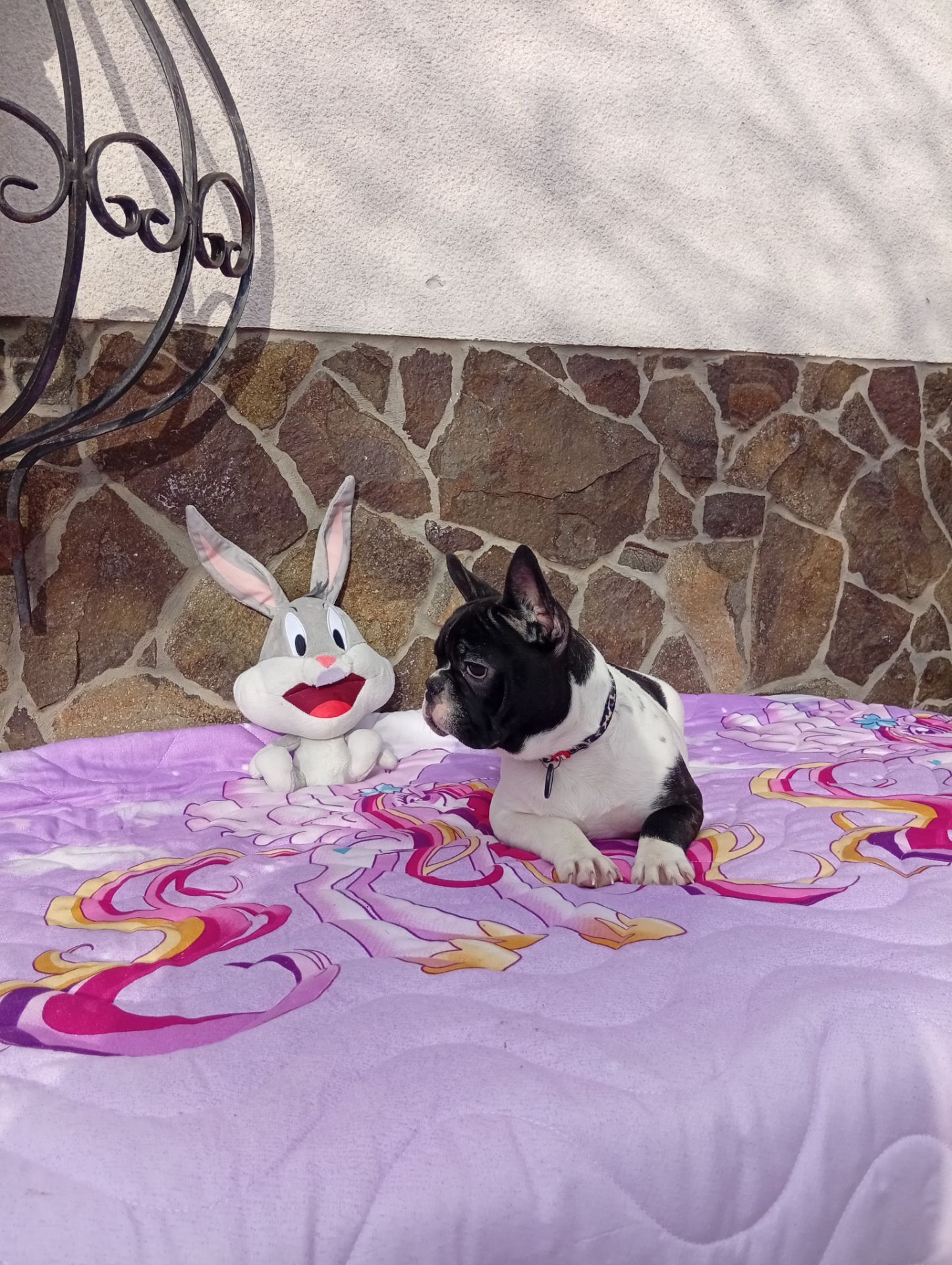 Цуценята французького бульдога