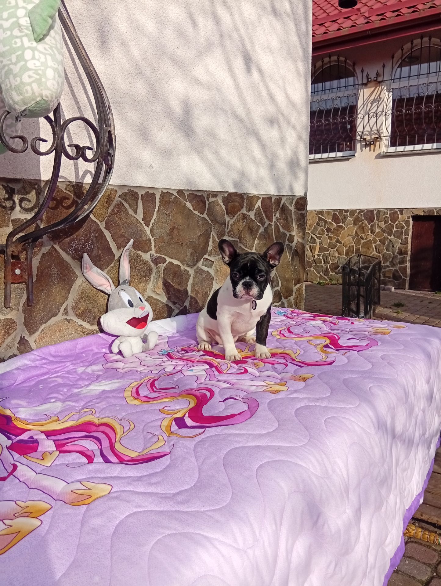 Цуценята французького бульдога