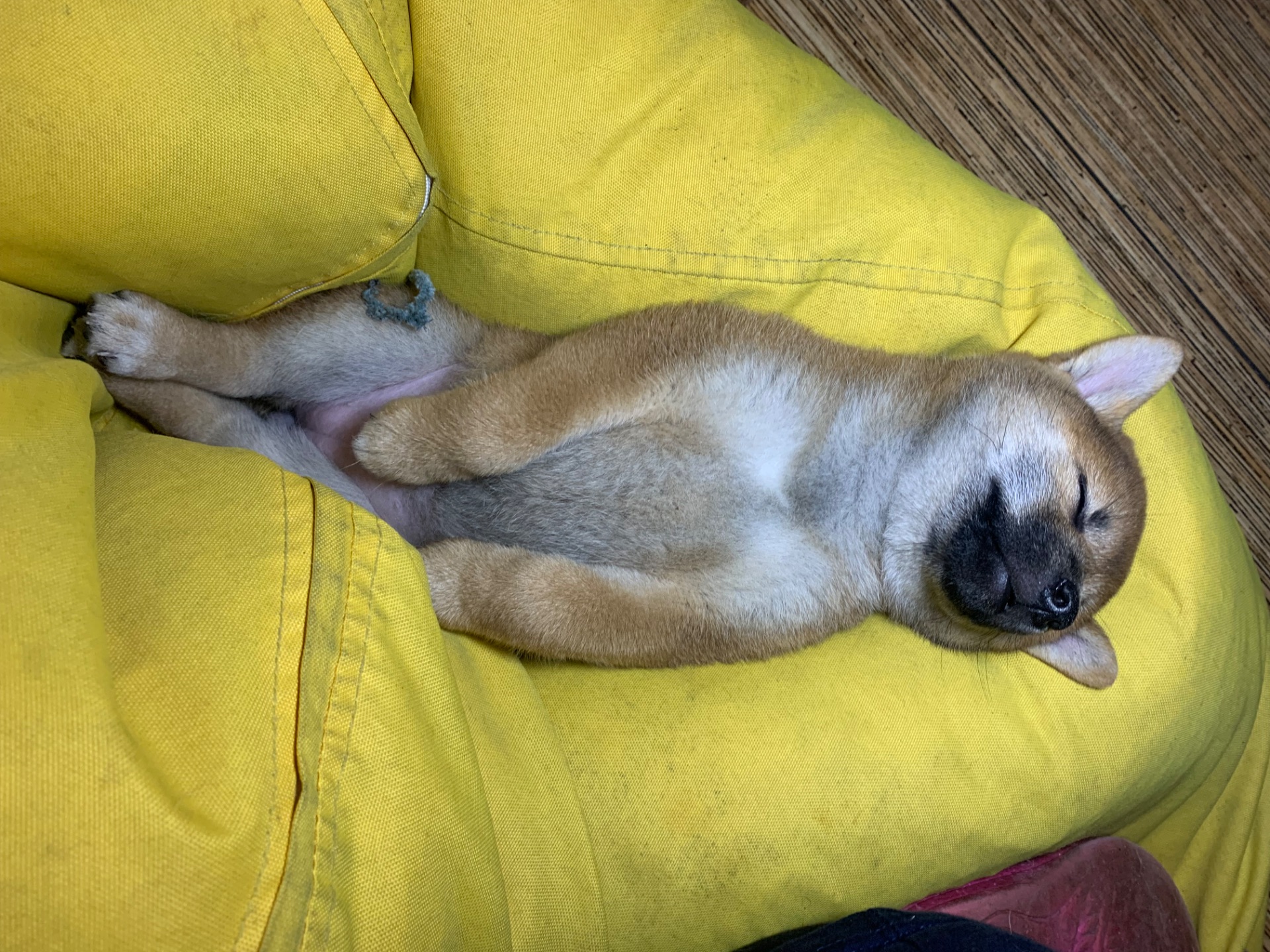 Нам 3 місяця 1 хлопчик 3 дівчинки